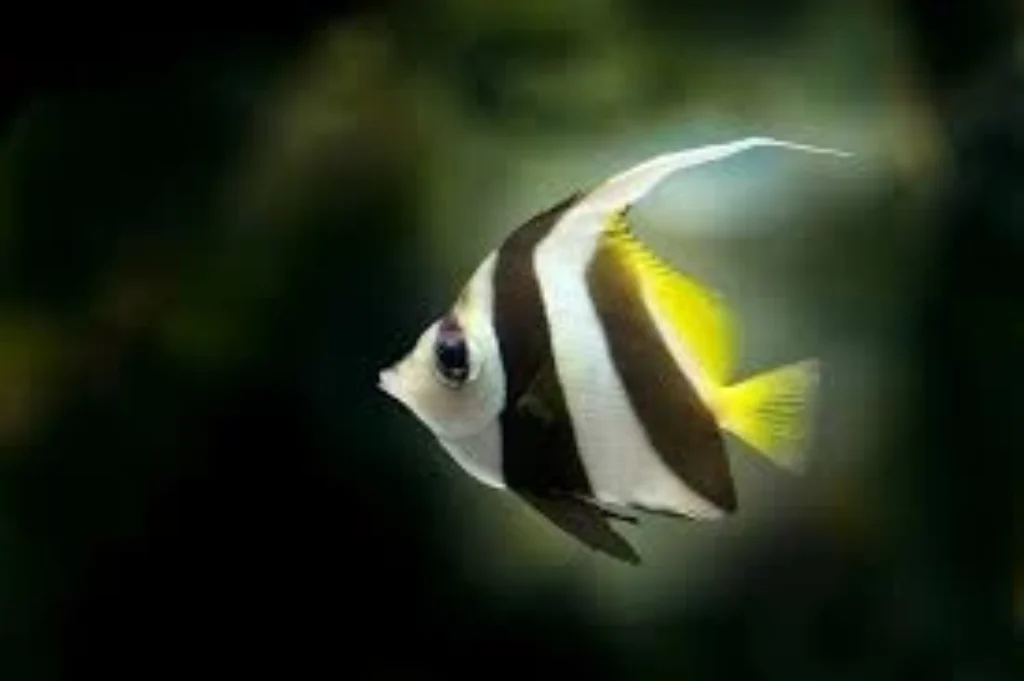 Top 10 Best Fish for Beginners: Easiest Low-Maintenance Aquarium Fish 11 Angelfish aquariun fish