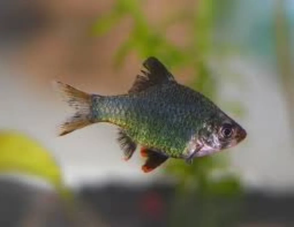 Top 10 Best Fish for Beginners: Easiest Low-Maintenance Aquarium Fish 8 Barbs aquarium fish