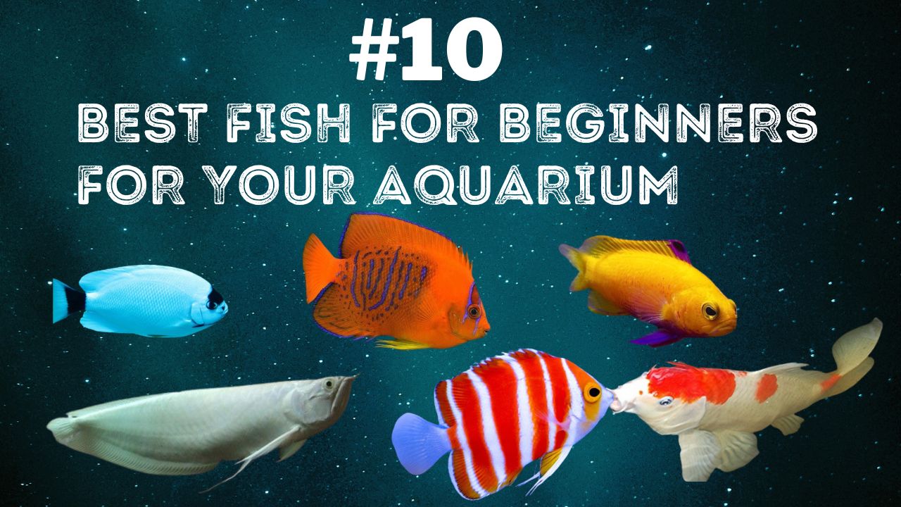 Top 10 Best Fish for Beginners: Easiest Low-Maintenance Aquarium Fish 1 Top 10 Best Fish for Beginners for Your Aquarium