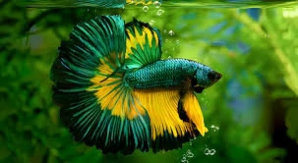 Top 5 Best Colorful Centerpiece Fish for 10-29 Gallon Community Tanks 6 Betta fish