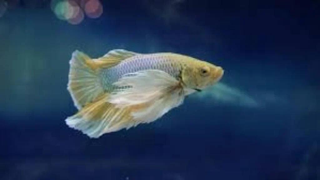 Top 10 Best Fish for Beginners: Easiest Low-Maintenance Aquarium Fish 7 Bettas aquarium fish