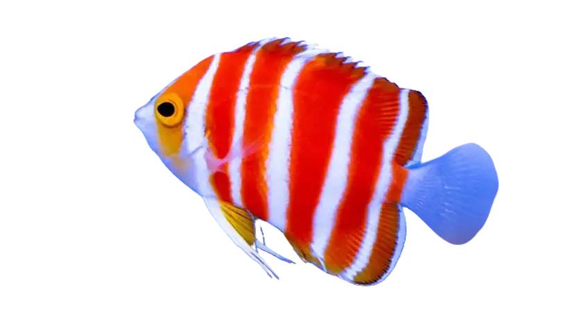 Aquarium Fish –Your One-Stop Shop for All Things Aquarium 2 Bluefin Basslet fish