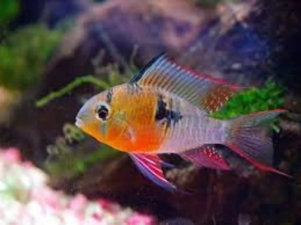 Top 5 Best Colorful Centerpiece Fish for 10-29 Gallon Community Tanks 5 Bolivian Ram fish