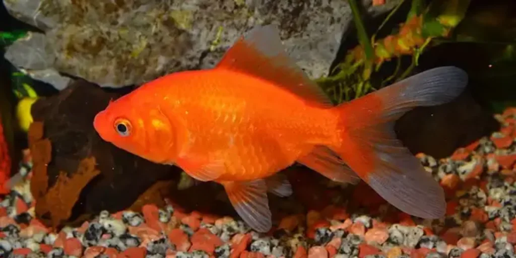 Top 10 Best Fish for Beginners: Easiest Low-Maintenance Aquarium Fish 3 Common Gold fish aquariun fish