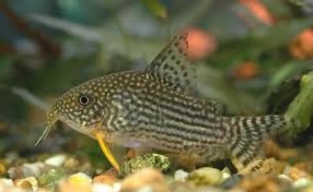 Top 10 Best Fish for Beginners: Easiest Low-Maintenance Aquarium Fish 5 Corydoras Catfish
