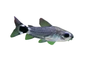 Corydoras nain