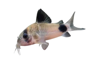 Corydoras-panda-fish