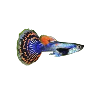 Dumbo Ear Guppy fish