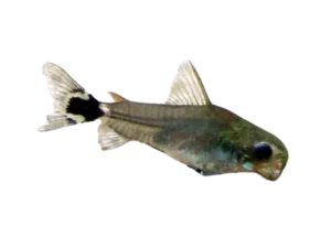 Dwarf corydoras