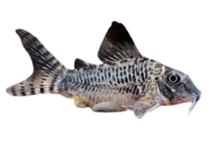 Dwarf corydoras fish