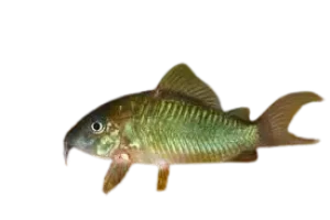 Emerald catfish