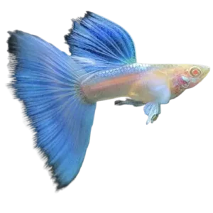 albino guppy fish