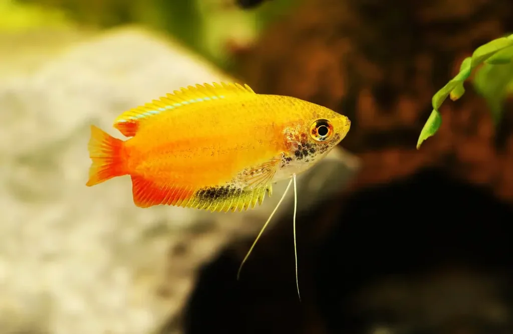 Top 5 Best Colorful Centerpiece Fish for 10-29 Gallon Community Tanks 4 Honey Gourami fish
