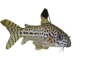 Julii corydoras fish