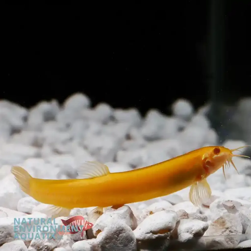 Top 10 Best Fish for Beginners: Easiest Low-Maintenance Aquarium Fish 10 Loaches