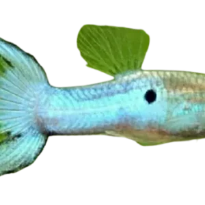 Lyretail Guppy fish