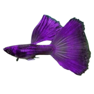 Albino Guppy