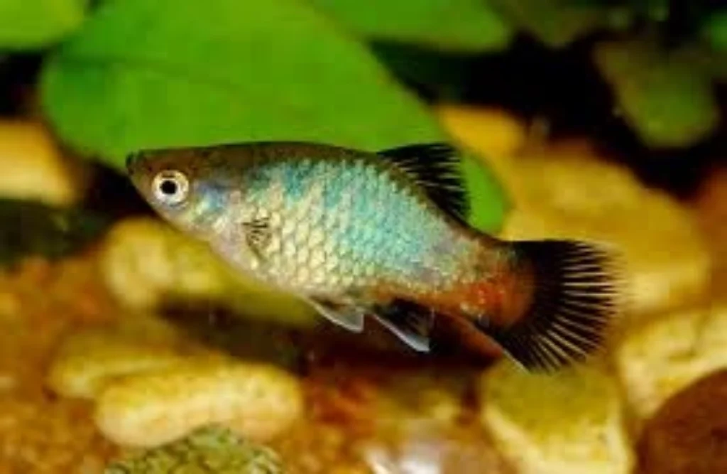 Top 10 Best Fish for Beginners: Easiest Low-Maintenance Aquarium Fish 6 Platies aquariun fish