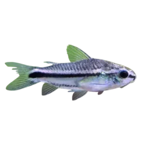 Pygmy corydoras