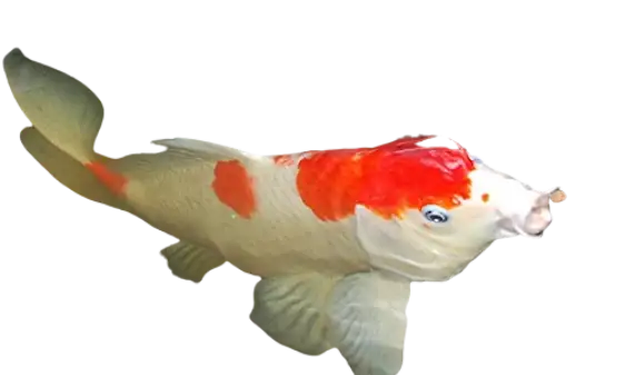Aquarium Fish –Your One-Stop Shop for All Things Aquarium 1 Redand white koicarp aquarium fish