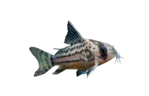 Schwartz's catfish