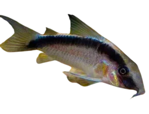 Skunk corydoras