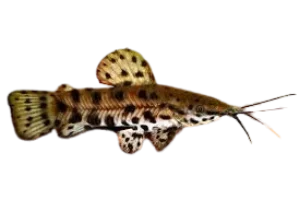 Spotted hoplo fish