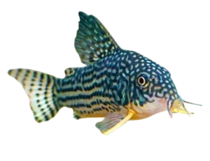 Sterba's corydoras fish
