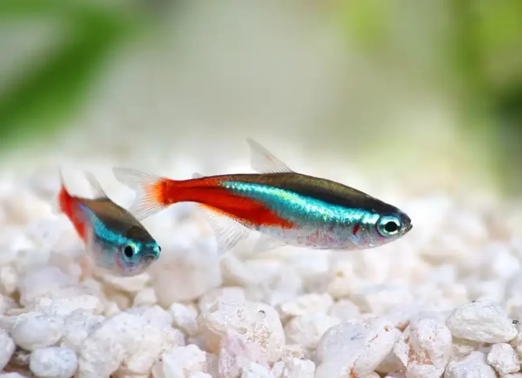 Top 10 Best Fish for Beginners: Easiest Low-Maintenance Aquarium Fish 4 Tetras aquariun fish