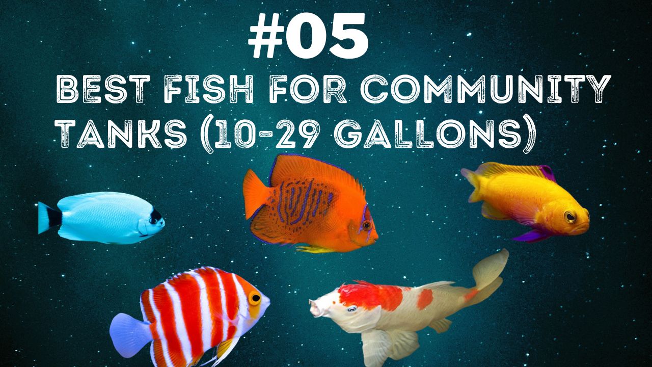 Top 5 Best Colorful Centerpiece Fish for 10-29 Gallon Community Tanks 1 Top 5 Colorful Centerpiece Fish for 10-29 Gallon Community Tanks