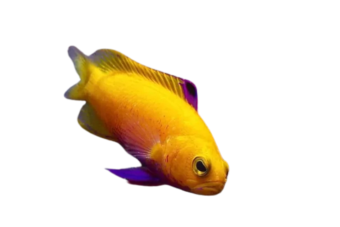Aquarium Fish –Your One-Stop Shop for All Things Aquarium 3 golden aquarium fish