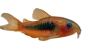 Bronze Corydoras (Emerald Green Cory)