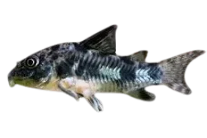 Peppered corydoras, salt and pepper catfish