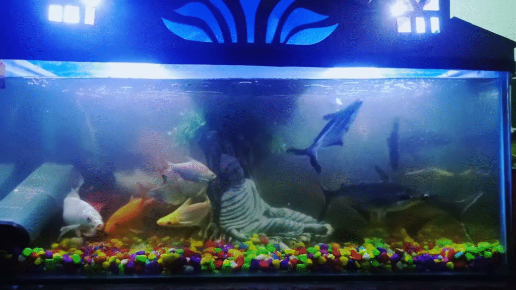 8-Feet Planted Fish Aquarium Tank in Pune. 2 image