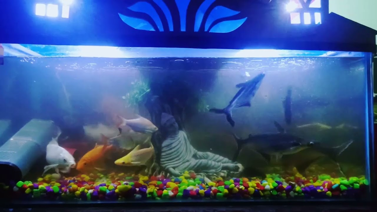 8-Feet Planted Fish Aquarium Tank in Pune. 1 8-Feet Planted Fish Aquarium Tank in Pune.