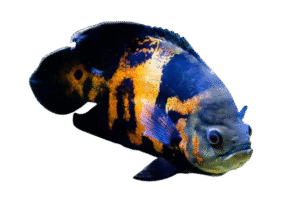 oscar