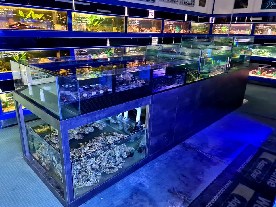Discover the Wonders of Coburg Aquarium: A Hidden Gem for Aquatic Enthusiasts 1 Coburg Aquarium