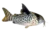 Agassiz’s corydoras