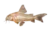 Aspidoras Cory-Cata