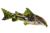 Banded corydoras