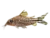 Banner-tail corydoras (flagtail corydoras)