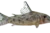Barred-tail corydoras