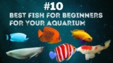 Top 10 Best Fish for Beginners: Easiest Low-Maintenance Aquarium Fish
