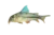 Blackstripe corydoras
