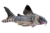 Blacktop corydoras