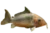 Britski’s catfish