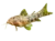 Brown-Point Shield Skin