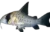 Caracha