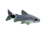 Corydoras nain