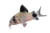Panda corydoras